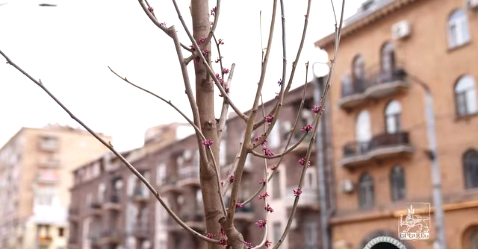 Երևանում ծառերի փոխարինման ծրագրով հատված 300-ի փոխարեն 350 ծառ է տնկվել (տեսանյութ)
