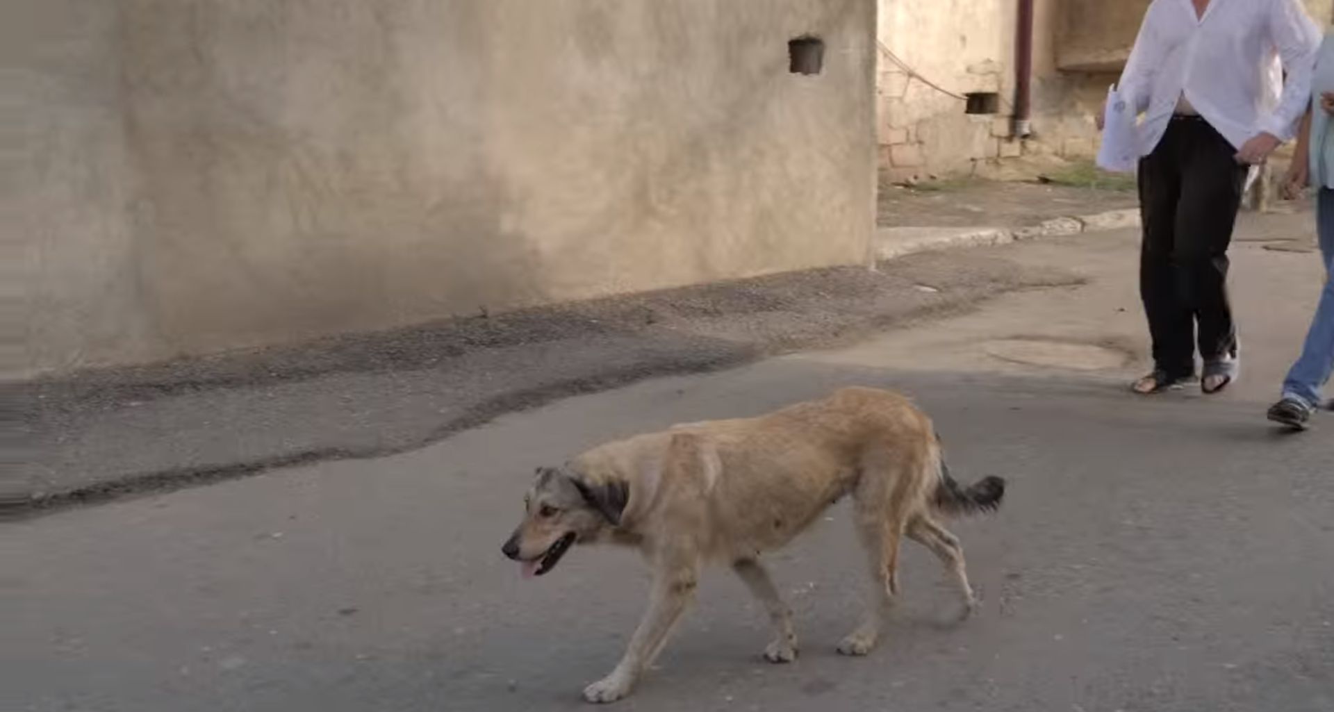 Արցախում մարդիկ հաճախ քաղցած ու հիվանդ շների հարձակման թիրախ են դառնում․ ԱՀ ՆԳՆ (տեսանյութ)