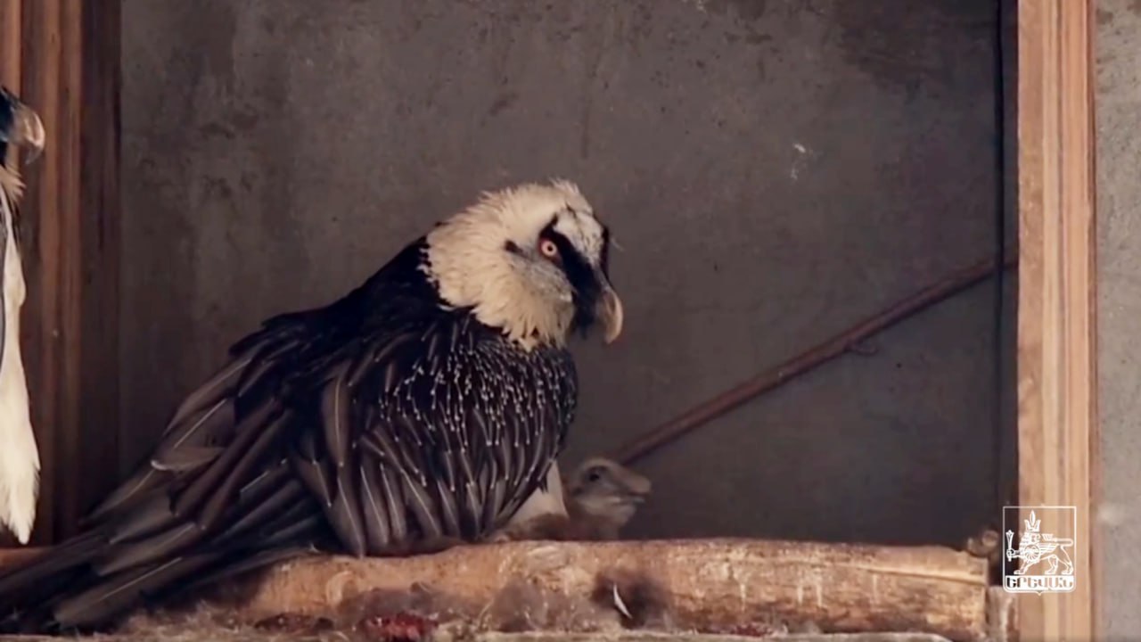 Կենդանաբանական այգին համալրվել է ՀՀ Կարմիր գրքում գրանցված մորուքավոր անգղով․ տեսանյութ