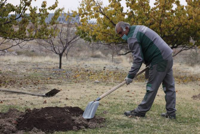 Երևանում շուրջ 2000 հասուն և արժեքավոր ծառ կտնկվի․ տեսանյութ