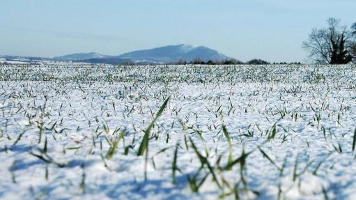 Աշնանացան ցորենի վնասվածությունը ձմռան ավարտին գնահատվել է 4-5%