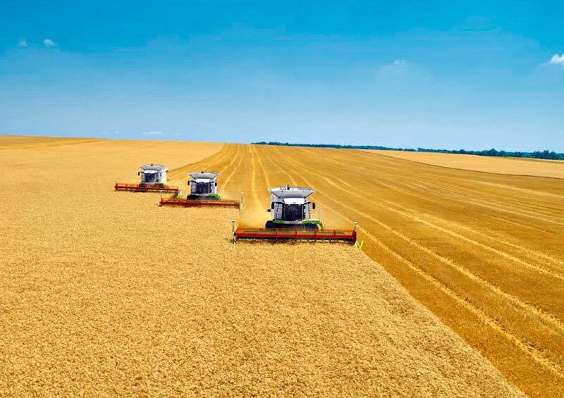 ԱՀ կառավարությունը նախատեսել է ցորենի մթերման դիմաց մի շարք աջակցության ձևեր