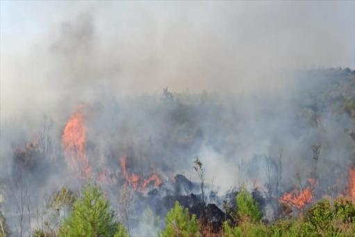 Թուրքիայում անտառային հրդեհ է բռնկվել