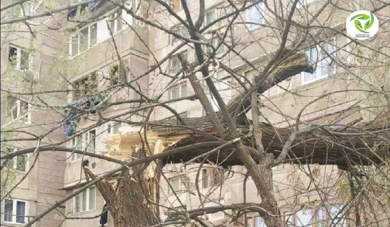 Երևանում քամու հետևանքով ծառեր են տապալվել 