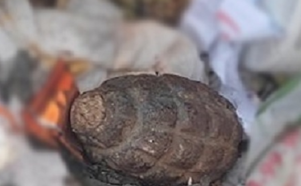 Գյումրու աղբամաններից մեկում նռնակ է հայտնաբերվել