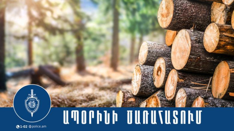Ապօրինի ծառահատում՝ Երևանում