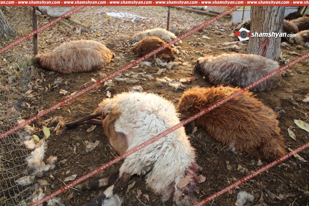 Ոսկեվազում գայլը հոշոտել է անապահով ընտանիքին պատկանող 25 ոչխար