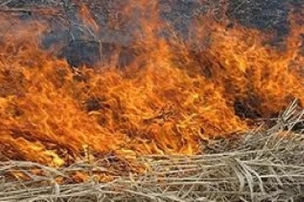 Արծվաբերդ գյուղում այրվել է 250 հակ անասնակեր