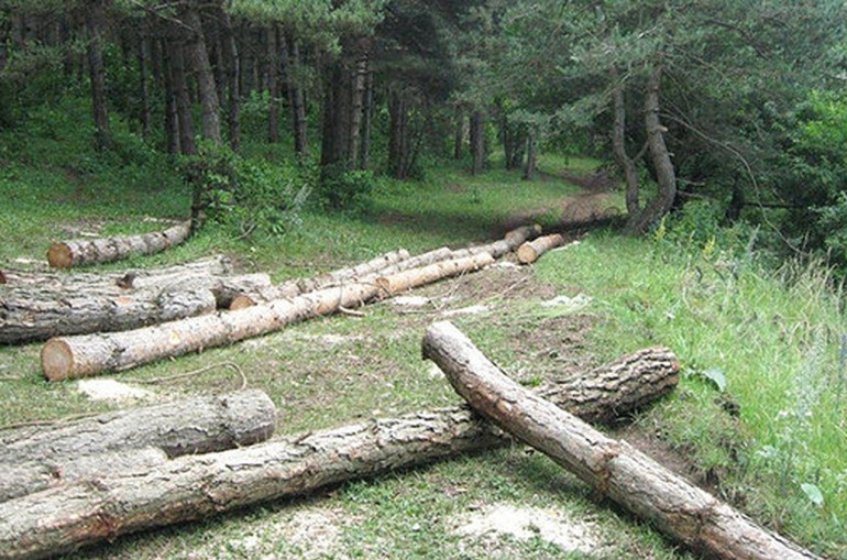 «Հայանտառ» ՊՈԱԿ-ի «Դսեղի անտառտնտեսություն»-ում ապօրինի անտառահատումների արդյունքում պետությանը պատճառվել է 5 մլն դրամի վնաս