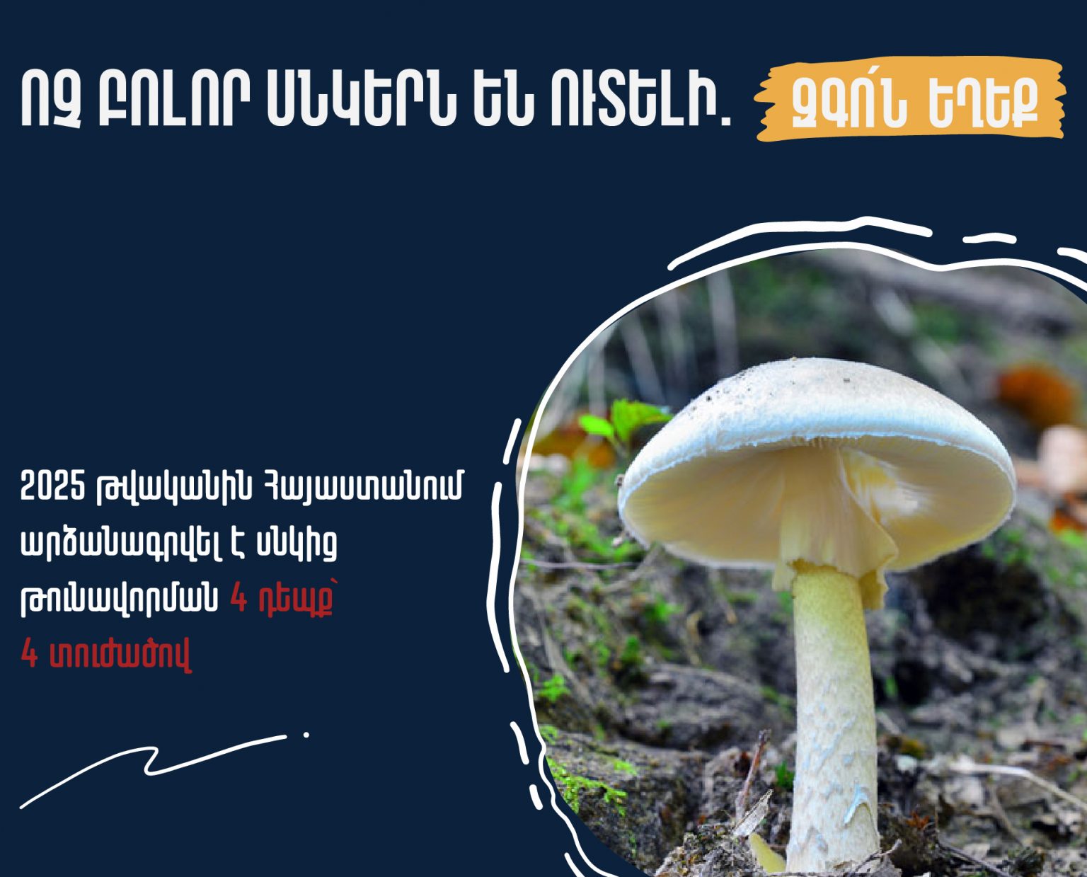 Ոչ բոլոր սնկերն են ուտելի. Առողջապահության նախարարության զգուշացումը