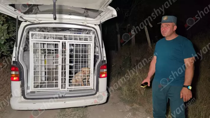 Երևանում շան հարձակման հետևանքով հիվանդանոց են տեղափոխվել երեք հոգի, նրանցից մեկը՝ անչափահաս