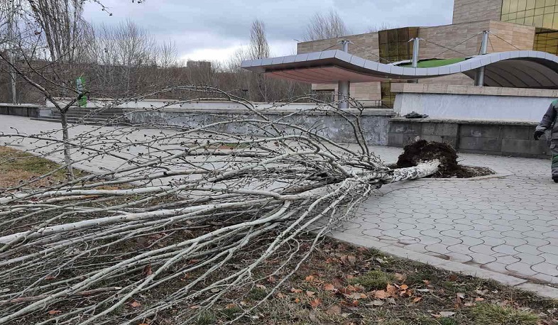Քամու հետևանքով Երևանում ծառեր են տապալվել
