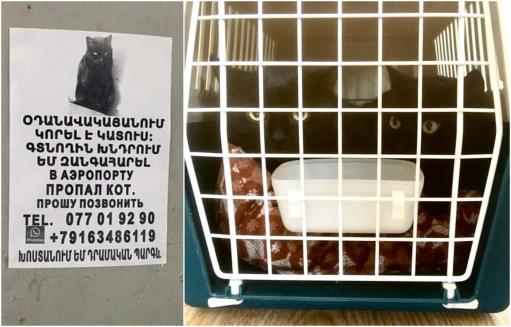 Գտել են Ֆրանսիա մեկնող ուղևորներից մեկի կատուն, ով հանուն կատվի չէր մեկնել երկրից