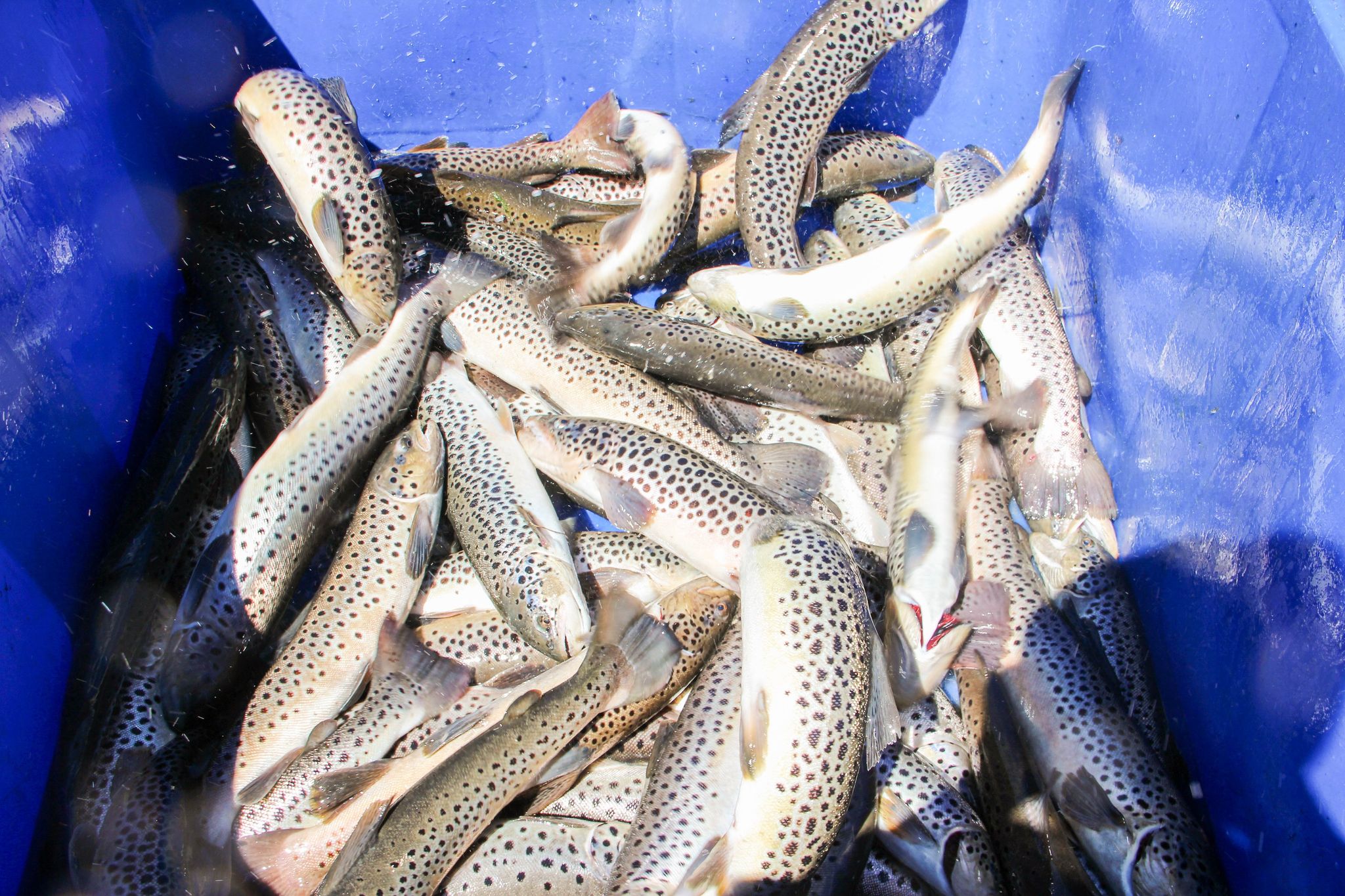 ԵԱՏՄ-ում գործող ձկնաբուծարանների, այդ թվում՝ ՀՀ-ի ծախսերը մասամբ կփոխհատուցվեն