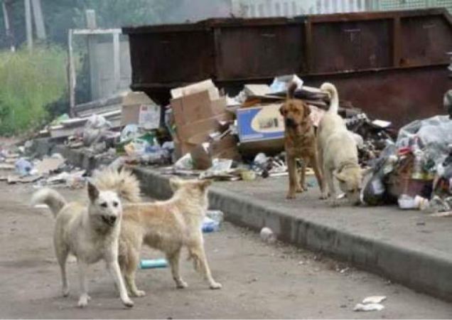 Ախալցխայի Ռաբաթ թաղամասում թափառող շունը կծել է մորն ու երեխային