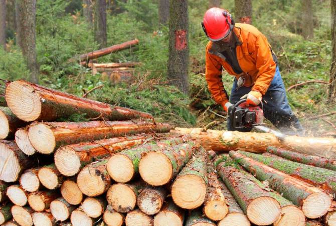 Լոռու մարզում անտառապետի և անտառապահի առերևույթ անփութության պատճառով ապօրինի կերպով 2000-ից ավելի ծառ է հատվել․ նրանց մեղադրանք է ներկայացվել