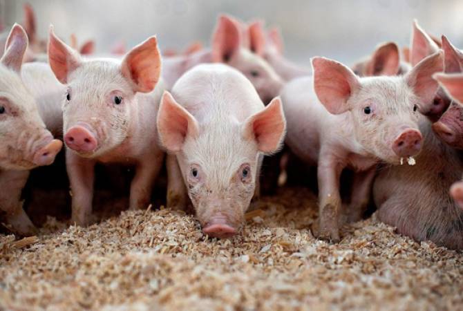Инспекционный орган по безопасности пищевых продуктов Армении запретил импорт свинины из ряда стран в связи с эпидемией африканской чумы