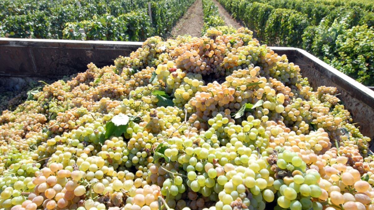 Նախարարն անդրադարձել է խաղողի մթերման ցածր գնից բողոքողների խնդրին