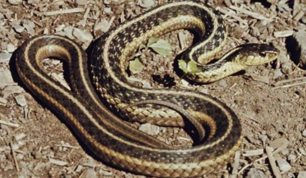 ՀՀ տարբեր տարածքներում նկատված օձերի վերաբերյալ 7 ահազանգ է ստացվել