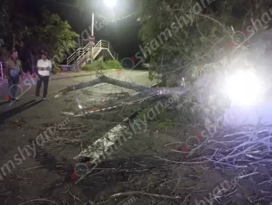 «Ֆլորենս» ռեստորանային համալիրի հարևանությամբ հաստաբուն ծառը տապալվել և փակել էր ճանապարհի երթևեկելի գոտին