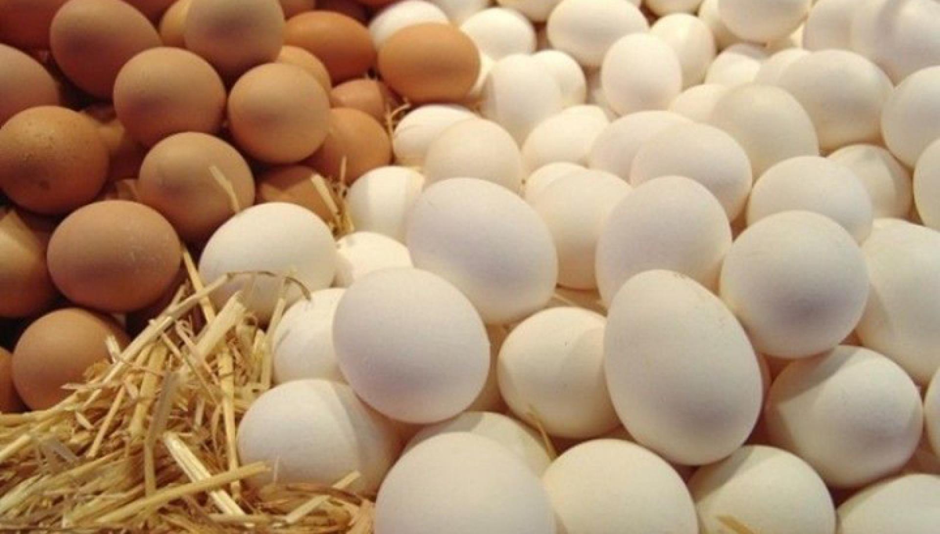 Самым крупным экспортером столовых яиц в Россию оказалась Армения