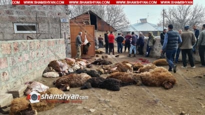 Գայլերի ոհմակը Ագարակավան գյուղում 170-ից ավելի ոչխար է հոշոտել. գյուղացին կրել է մոտ 40 հազար դոլարի վնաս