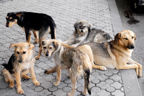 Արտառոց դեպք Գյումրիում․ թափառող  6-7 շներ գզել են երկուս ու կես տարեկան երեխային 