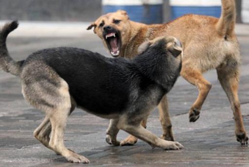 Արցախում սոված շները հետապնդում են անցորդներին, հարձակվում նրանց վրա․ շրջափակման հետևանքները (տեսանյութ)