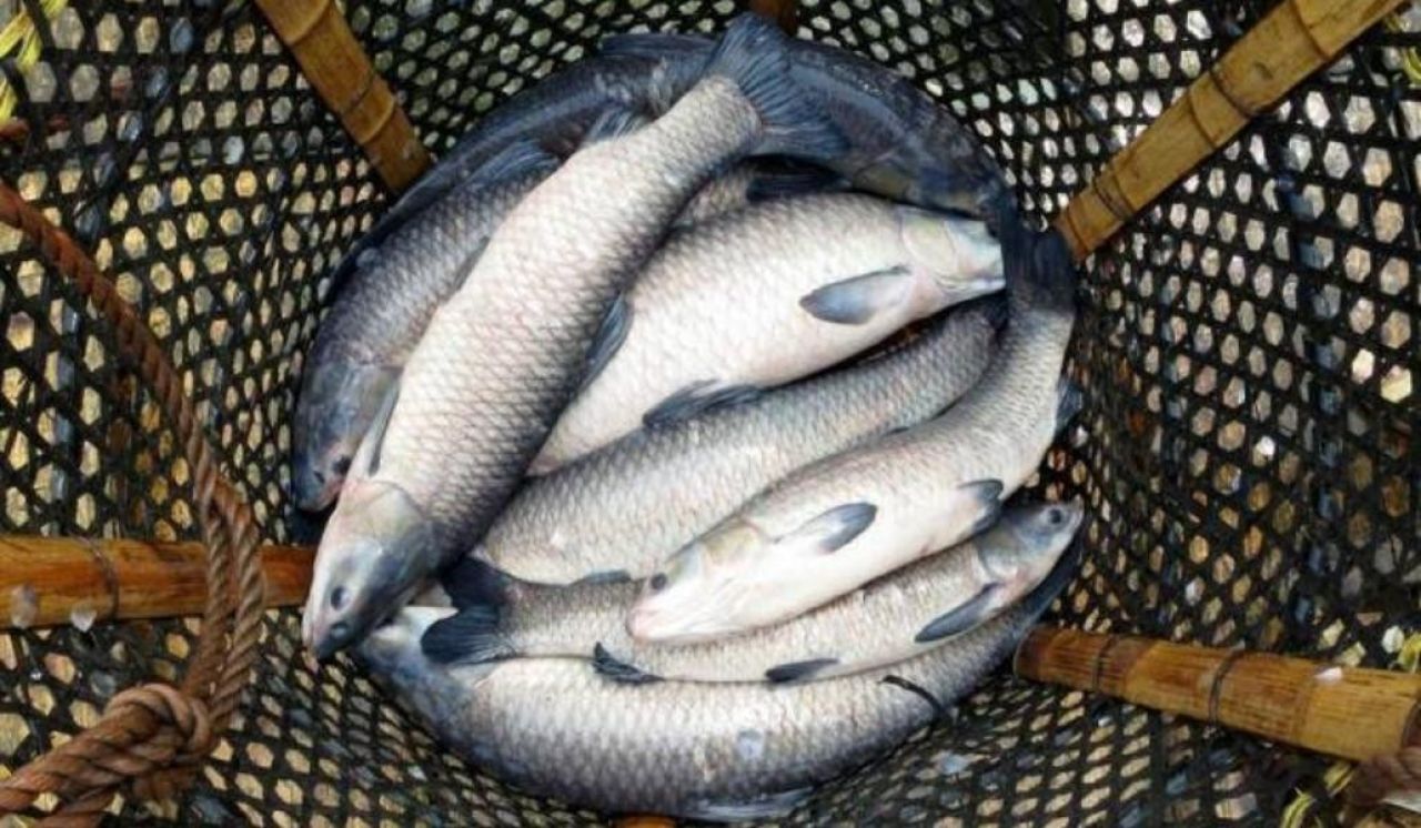 ՀՀ Կարմիր գրքում գրանցված Սևանի կողակի վերականգնման առաջին քայլերն արված են. նախարար