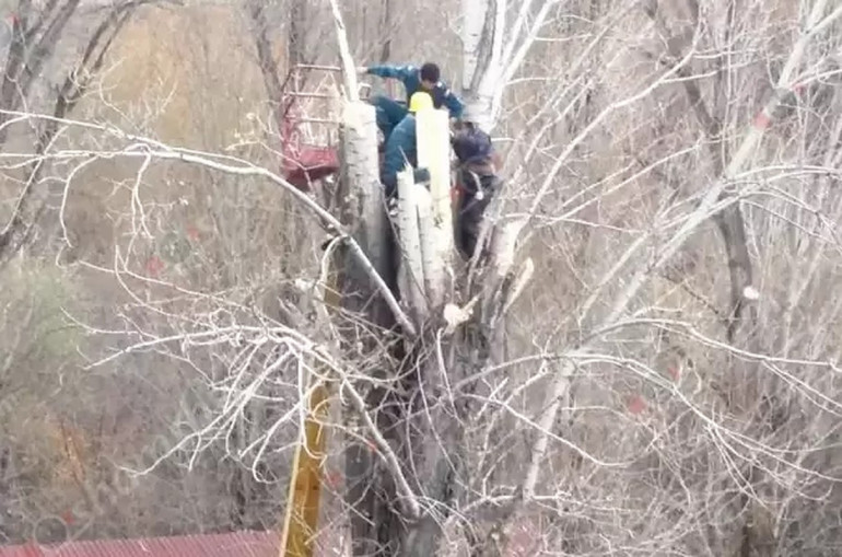 Փրկարարները 15 մետր բարձրությամբ ծառից իջեցրել են Գյումրու քաղաքապետարանի աշխատակցին