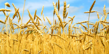 ՀՀ-ն նախատեսում է այս տարի ունենալ աշնանացան ցորենի 155 հազար տոննա բերք