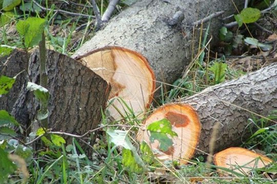 Հայաստանի անտառների դեգրադացիայի հիմնական պատճառը 90-ականների չհամակարգված անտառահատումներն են․Արուսյակ Սիրադեղյան