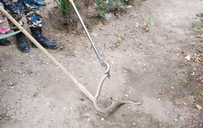 Մարտունի քաղաքի բնակելի տներից մեկի բակում 2 օձ է հայտնվել