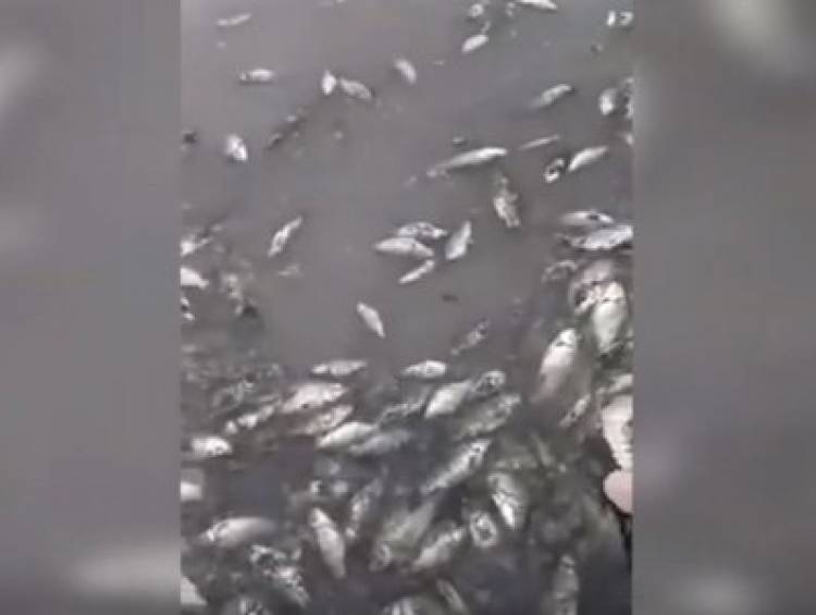 Լոռու մարզի ջրամբարի տարածքում ձկները սատկել են (տեսանյութ)