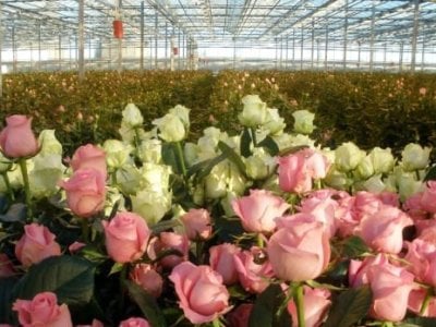 Այս տարի հիմնված ընկերությունը մոտ 14 հազար քմ տարածքում վարդի ժամանակակից ջերմոց է կառուցում. նա արտոնություն ստացավ