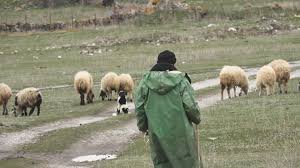Հովիվը ձերբակալվել է մեկ այլ հովվի սպանության կասկածանքով. ՔԿ