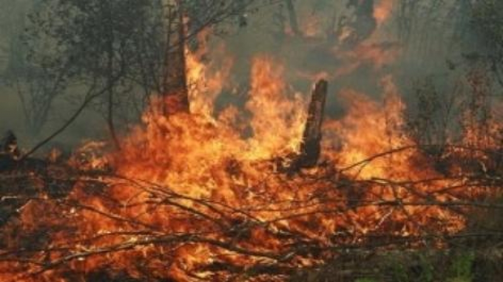 Բերքառատ գյուղում այրվում է մոտ 1000 հակ անասնակեր