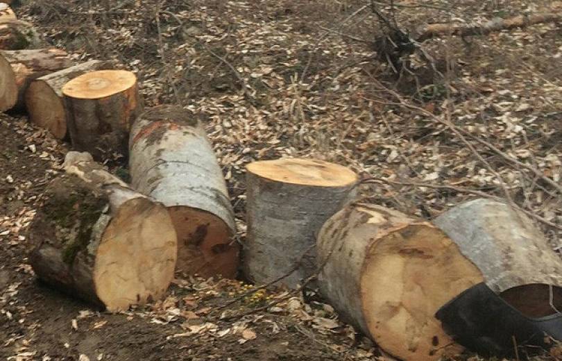 Վանաձորում ապօրինի ծառահատման դեպք է բացահայտվել (տեսանյութ)