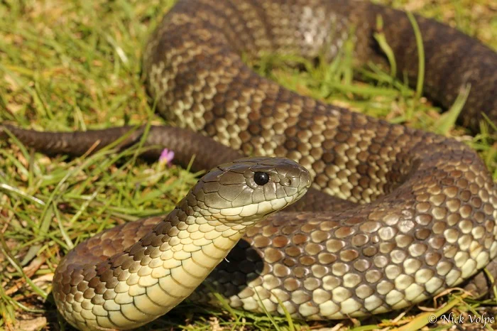 ՀՀ տարբեր բնակավայրերում 2 օրում 18 օձի հայտնաբերման մասին ահազանգ է եղել