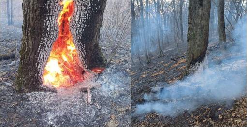«Դիլիջան ազգային պարկ»-ի հրդեհը մարվել է․ այրվել են մոտ 2 հա տարածքում անտառամիջյան խաշամ և փայտի թափուկներ