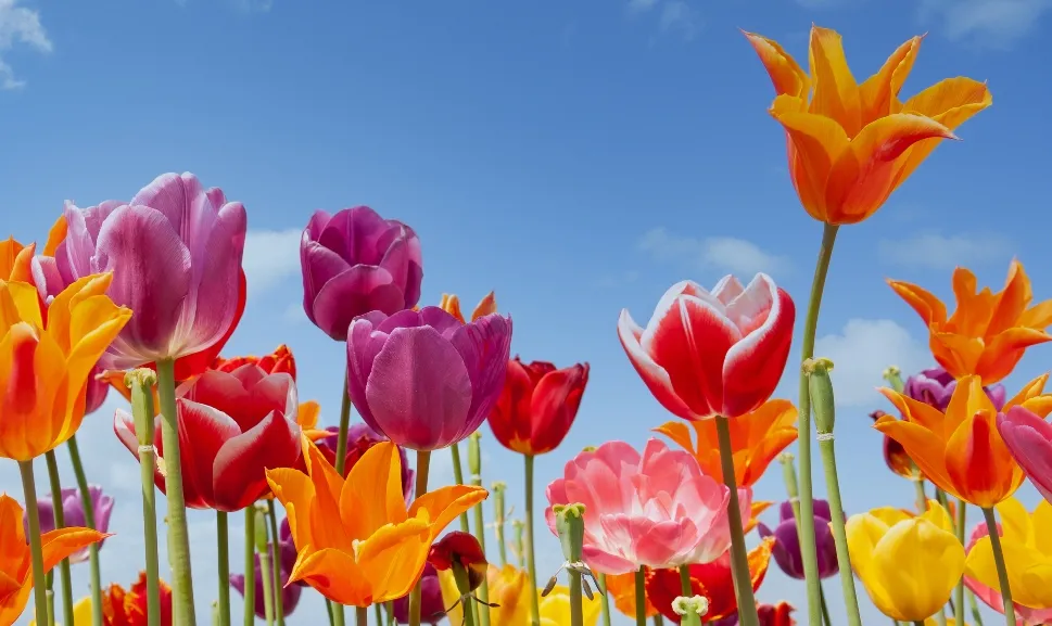 Օդի ջերմաստիճանը հուլիսի 16-ին ցերեկային ժամերին կնվազի 3-4 աստիճանով