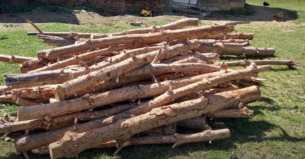 «Հայանտառ»-ի Գյումրիի անտառտնտեսությունում 369 հատ սոճենի են հատել 
