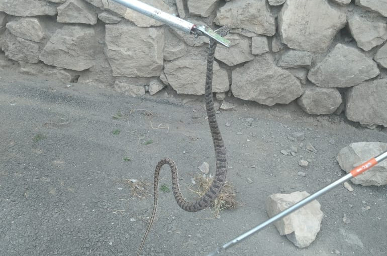 Ստեփանակերտի փողոցներից մեկում օձ է հայտնվել