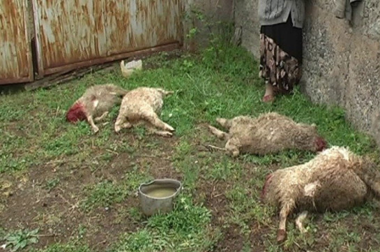 Գայլերը Փոքր Մասրիկ գյուղում հոշոտել են գյուղացու մեծ թվով ոչխարների ու գառների