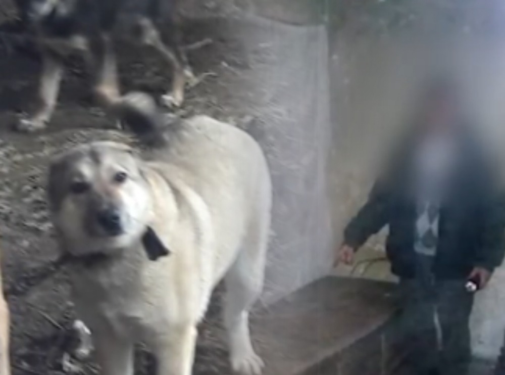 Շունը հոշոտել էր 78-ամյա զոքանչին․ փեսան ձերբակալվել է (տեսանյութ)