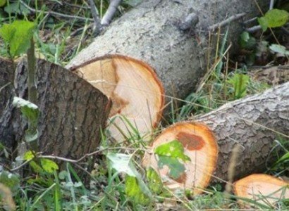 2 օրվա ընթացքում՝ ապօրինի հատված ավելի քան 20 ծառ (տեսանյութ) 