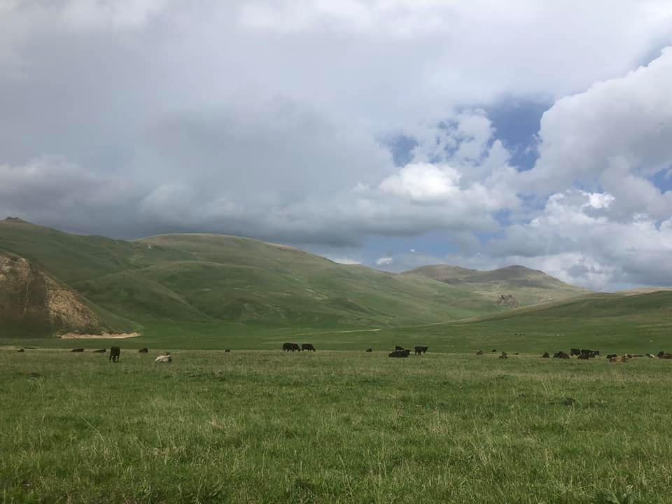 Азербайджанские военнослужащие заняты угоном скота у жителей приграничных сел Армении: Омбудсмен 