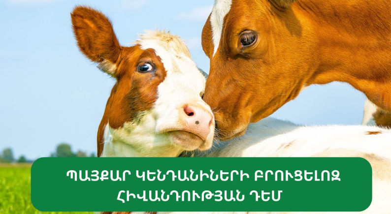 Ինչ է արվում բրուցելոզով հիվանդ կենդանու միսը