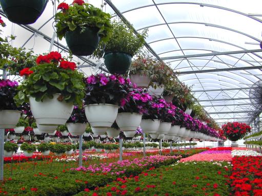 Արտերկրում աճել է Հայաստանում աճեցվող ծաղիկների պահանջարկը.  2022-ին 51 տոննա արտահանվել է