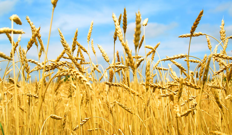 Շիրակի մարզում մեկնարկել է աշնանացան ցորենի ցանքատարածությունների գումարների փոխհատուցման գործընթացը